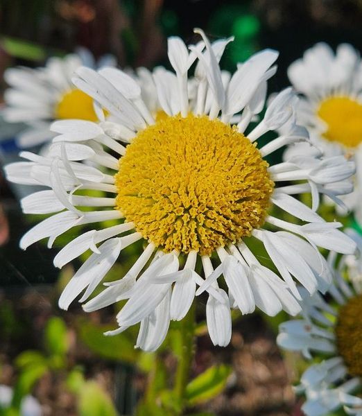 Leucanthemum x superbum 'Ooh La LaCrosse'